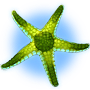 Green Starfish  Green Starfish