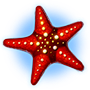 Red Starfish Red Starfish